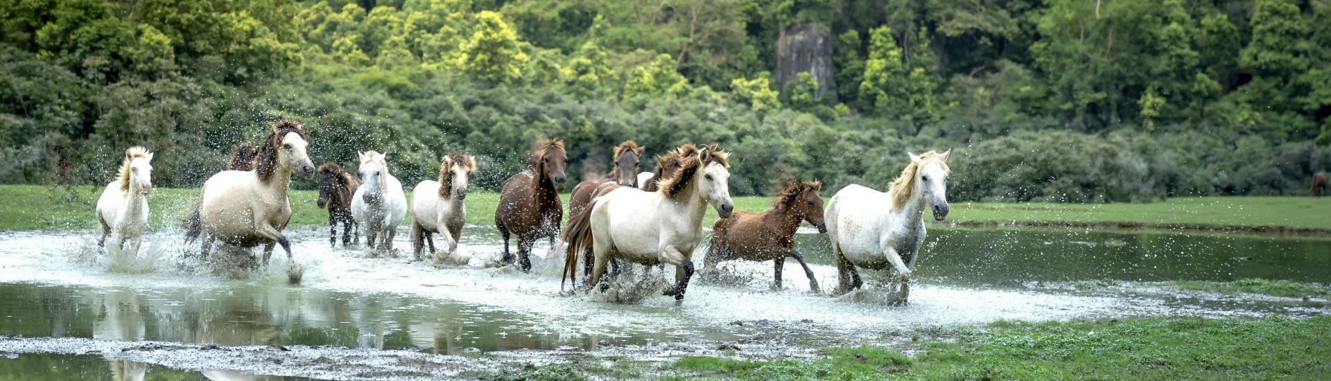 Herd of horses galloping through a pond in vibrant greenery, showcasing nature's beauty.